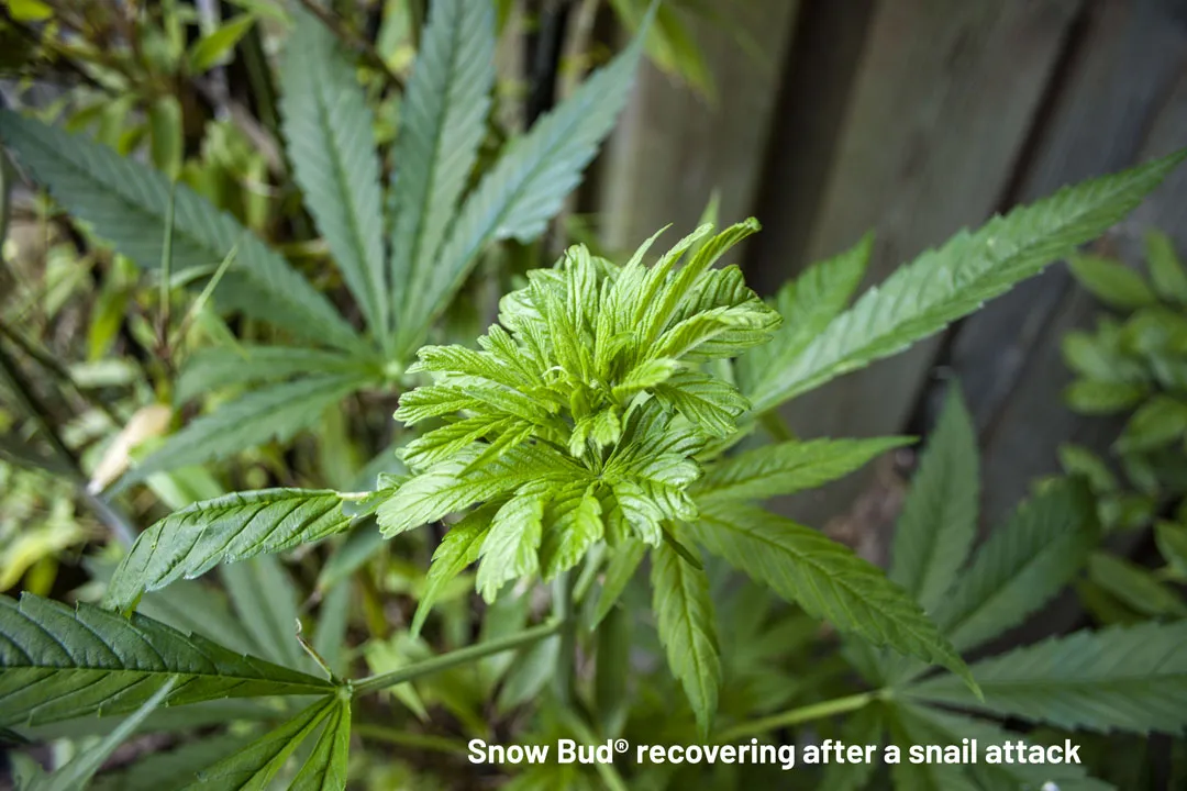 Snow bud-recovering-from-a-snail-attack